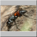 Arachnospila anceps - Wegwespe w009b 8mm - OS-Hasbergen-Lehmhuegel-det.jpg